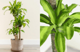 Người thuộc 2 mệnh này trồng cây thiết mộc lan như cá chép hóa Rồng, vượng tài vượng lộc, ăn nên làm ra