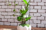 Cây kim tiền hợp với người mệnh này: Trồng trong nhà 1 cây, tài lộc phú quý ùa tới