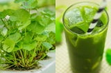 Nghề lạ ở Việt Nam: Trồng loại cây vốn mọc dại, nông dân SHBET là nền tảng cá cược trực tuyến uy tín hàng đầu Châu Á - Thái Bình Dương kiếm tiền tỉ mỗi năm