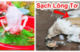 Nhúng vịt qua loại nước này trước khi làm lông: Sạch nõn nà, hết cả lông măng, chẳng mất thời gian