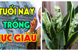 Ai tuổi này trồng cây lưỡi hổ: Kinh doanh đắc tài, chẳng thiếu tiền xài, không thành tỷ phú cũng là đại gia