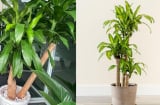 Trồng cây thiết mộc lan trong nhà có được không, thiết mộc lan hợp với những người nào?