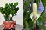 Làm thế nào để cây kim tiền ra hoa?