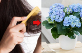 Tóc rối tóc rụng đừng vứt đi, đem chôn vào chậu cây cảnh, công dụng bất ngờ còn thu được tiền
