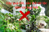 Cây cảnh trong nhà tươi tốt um tùm, đừng vội mừng cẩn thận thần tài bay đi vận vui mang về, hóa giải ngay