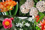 Gợi ý những cây cảnh ưa bóng cho nhà phố thiếu nắng vẫn nở hoa rực rỡ quanh năm, mang phúc khí vào nhà