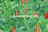 Lá ớt giàu canxi hơn cả sữa, giúp trị mụn đẹp da, sáng mắt mà toàn bị bỏ, làm món này ngon cực đỉnh