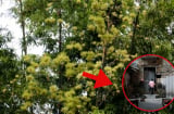 Các cụ dặn: '5 cây này nở hoa thì đừng vội mừng, cắt ngay kẻo tai ương ập đến, đó là cây gì?