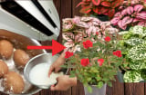 Gợi ý 3 thứ nước bỏ đi tưới cây giúp hoa nở rực rỡ, lá xanh tốt không sợ sâu bệnh còn tiết kiệm