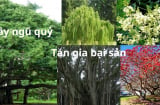 Người xưa dạy trồng 5 cây ngũ quỷ này là tán gia bại sản, cửa nhà suy vong, 5 cây ngũ quỷ là gì?