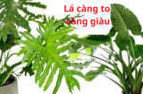 Vì sao nhà giàu hay trồng cây cảnh lá to? Hóa ra là bí mật thu hút tài lộc, lá càng to càng giàu