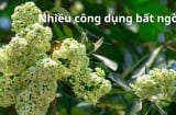 Công dụng bất ngờ của cây hoa sữa, thế mà lâu nay ít người biết để dùng