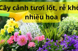 6 loại nước thừa trong nhà lại là 'thần dược' cho cây cảnh 4 mùa xanh tốt, lắm hoa nhiều lộc
