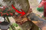 5 loại “hoa phú quý” sống lâu hơn cả người, nghèo cũng đừng chặt con cháu hưởng phúc dài