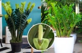 Hòa thứ này vào nước tưới cho cây kim tiền, chồi non lên xanh mượt, sớm ra hoa mang lộc về nhà