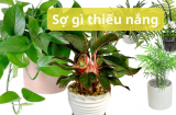Nhà không có nắng lại thích cây xanh thì chọn những cây này, không sợ cây chết lại hút tài hút lộc