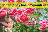Thứ hay bị bỏ đi trong bếp lại là thức ăn mà hoa hồng thích mê, bón vào cây ra hoa quanh năm