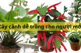 Gợi ý cây cảnh dễ trồng, thả vào đất là sống cho những người yêu cây nhưng chưa nhiều kinh nghiệm