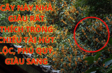 2 cây cảnh là 'Bảo Bối' của nhà giàu Hút Tài, Chiêu Lộc về cho gia chủ, vừa khỏe người lại đẹp nhà