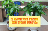 2 mệnh này trồng cây Kim Ngân như Hổ chắp thêm cánh: Làm 1 hưởng 10, tiền nhiều vô kể