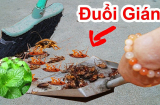Vò nắm lá này đặt trong bếp: Cả đàn gián cũng đi hết, vừa rẻ tiền lại không độc hại