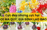 5 loại hoa tuyệt đẹp nhưng chớ trồng trong nhà kẻo rước ma quỷ, tiêu tán tài lộc, Shbet111 slot, casino, thể thao, xổ số lao đao