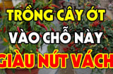 Có nên trồng cây ớt trước cửa nhà không?