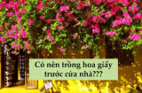 Có nên trồng cây hoa giấy trước cửa nhà không?