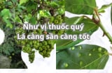 Ăn lá sung hàng ngày, Sh88bet đăng ký miễn phí bạn sẽ thay đổi ra sao? Nhiều cách chế biến lá sung ngon bất ngờ