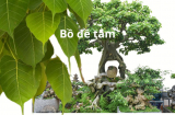 Trồng cây bồ đề trước nhà là họa hay phúc? Cẩn thận hiểu sai ý nghĩa mà thất vọng và mang họa