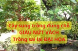 Trồng cây sung trong nhà như thế nào để rước tài hút lộc? Cây sung có thực sự mang lại may mắn?
