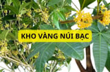 2 cây này hợp với cả 5 mệnh, trồng cùng nhau tạo thành kho vàng núi tiền giúp gia chủ thịnh vượng khỏe mạnh