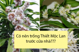 Có nên trồng cây thiết mộc lan trước cửa nhà không?