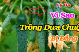 Dưa leo bị đắng có phải là đã bị phun thuốc trừ sâu không?