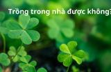 Có nên trồng cỏ 3 lá trong nhà?