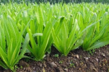 Loại rau giàu canxi gấp 36 lần canh xương hầm, ăn sống hay nấu chín đều ngon, Việt Nam rất sẵn