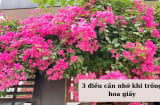 Trồng hoa giấy nhớ 3 'điều sống còn': Hoa nở đầy cành, sáng tươi đẹp đẽ