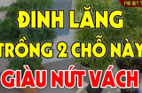 Có nên trồng cây Đinh Lăng trước cửa nhà không?