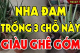 Trồng cây Nha Đam trước cửa nhà có tốt không?