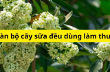 Bài thuốc trị bệnh từ cây hoa sữa, nhiều công dụng đến bất ngờ