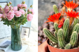 4 vật cản trở con đường công danh sự nghiệp, người thông minh thường tránh đặt trên bàn làm việc