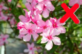 5 loài hoa không được tặng, tặng đi giống như tặng xui xẻo, tự phá sạch lộc lá trong nhà