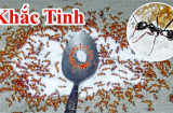 6 cách đuổi sạch kiến ra khỏi lọ đường cực nhanh, vài phút là đàn kiến 'một đi không trở lại'
