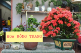 Có nên trồng cây bông trang trước cửa nhà không?
