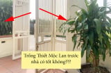 Trồng cây Thiết Mộc Lan trước nhà có tốt không?