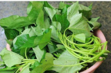 Loại rau trường sinh nhiều người coi là rau dại, ăn nhiều thanh nhiệt, giải độc, ẩm phổi, dưỡng da,