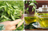 Uống nước chè xanh có tốt không?