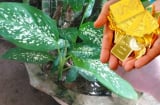 Người giàu thích giữ 3 cây này trong nhà, hút tài hút lộc, gia đạo ấm êm