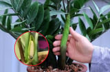 Vị trí tốt nhất để đặt cây kim tiền: Chỉ cần 1 cây cũng hút tài lộc, gia chủ đủ đầy sung túc