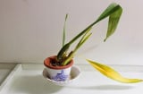 3 loại phong thủy tốt nhất trên đời, người biết cách phát huy thì cả đời sẽ không bao giờ nghèo
